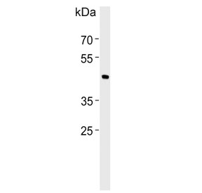 Western blot testing of human RD cell lysate with BHLHE41 antibody.  Predicted molecular weight ~50 kDa.