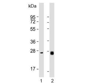 Western blot testing of human 1) liver and 2) ovary lysate with NTF3 antibody. Predicted molecular weight ~29 kDa.