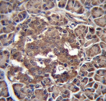 IHC testing of FFPE human pancreas tissue with RBP-L antibody. HIER: steam section in pH6 citrate buffer for 20 min and allow to cool prior to staining.