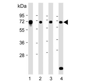 Western blot testing of 1) human HeLa, 2) human HepG2, 3) human SK-OV-3 and 4) mouse C2C12 cell lysate with DYRK2 antibody. Predicted molecular weight ~67 kDa.