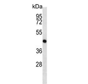 Western blot testing of mouse cerebellum tissue lysate with MEK1 antibody. Predicted molecular weight ~43 kDa.