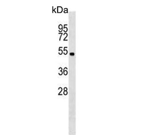 Western blot testing of mouse cerebellum tissue lysate with Stk11 antibody. Predicted molecular weight ~49 kDa.