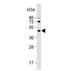 Western blot testing of human HEK293 cell lysate with ALKBH5 antibody. Predicted molecular weight: ~52 kDa.