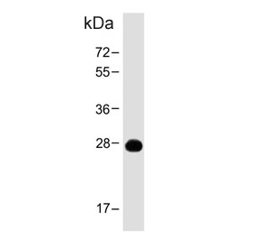Western blot testing of human spleen tissue lysate with PRSS57 antibody. Predicted molecular weight ~30 kDa.