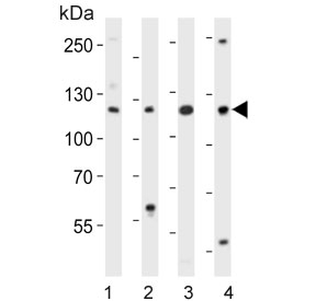 Western blot testing of mouse 1) NIH 3T3, 2) spleen, 3) testis and 4) thymus lysate with Trim 24 antibody. Expected molecular weight: 117-140 kDa.