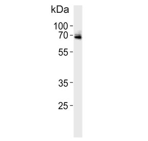 Western blot testing of rat heart lysate with USP2 antibody. Predicted molecular weight ~68 kDa.