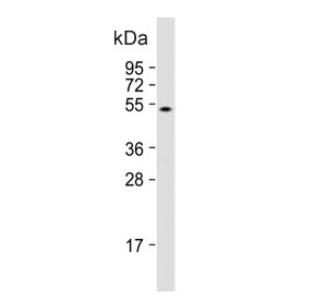Western blot testing of human HL60 cell lysate with ZIC3 antibody. Predicted molecular weight ~51 kDa.