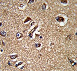 IHC testing of FFPE human brain tissue with UNRIP antibody. HIER: steam section in pH6 citrate buffer for 20 min and allow to cool prior to staining.