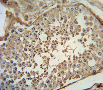 IHC testing of FFPE human testis tissue with ADCYAP1 antibody. HIER: steam section in pH6 citrate buffer for 20 min and allow to cool prior to staining.