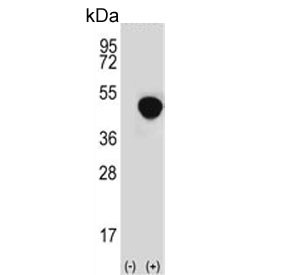 Western blot testing of 1) non-transfected and 2) transfected 293 cell lysate with LRG1 antibody.