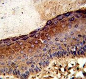 IHC testing of FFPE human skin tissue with UDP-glucose 4-epimerase antibody. HIER: steam section in pH6 citrate buffer for 20 min and allow to cool prior to staining.