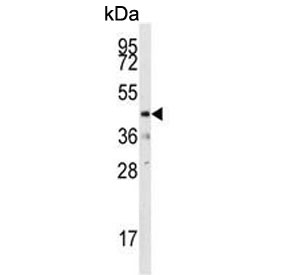 Western blot testing of mouse heart tissue lysate with Dual specificity protein phosphatase 10 antibody. Predicted molecular weight ~53 kDa.