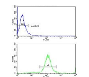Flow cytometry testing of human MDA-MB-231 cells with TSH beta antibody; Blue=isotype control, Green= TSH beta antibody.