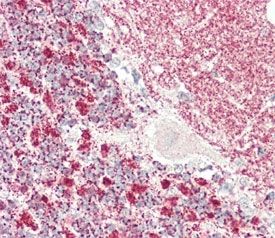 IHC testing of FFPE human cerebellum tissue with Kinesin light chain 1 antibody. HIER: steam section in pH6 citrate buffer for 20 min and allow to cool prior to staining.