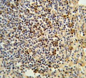 IHC testing of FFPE human spleen tissue with GPANK1 antibody. HIER: steam section in pH6 citrate buffer for 20 min and allow to cool prior to staining.