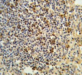 IHC testing of FFPE human spleen tissue with GPANK1 antibody. HIER: steam section in pH6 citrate buffer for 20 min and allow to cool prior to staining.