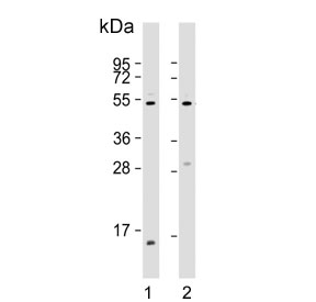 Western blot testing of human 1) A431 and 2) HUVEC lysate with EFEMP1 antibody. Predicted molecular weight ~54 kDa.