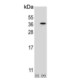 Western blot testing of 1) non-transfected and 2) transfected 293 cell lysate with Speedy protein A antibody. Predicted molecular weight ~36 kDa.