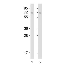 Western blot testing of human 1) HeLa and 2) K562 cell lysate with YTHDF3 antibody.  Predicted molecular weight ~64 kDa.