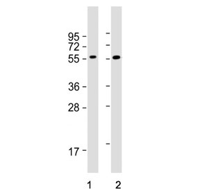 Western blot testing of human 1) Daudi and 2) Raji cell lysate with FCRL4 antibody. Predicted molecular weight ~57 kDa.