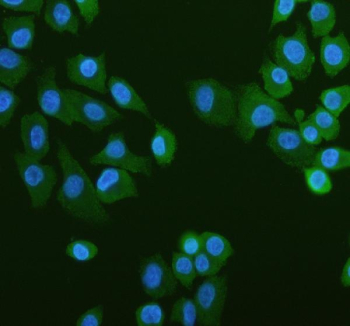 IF analysis of PUM1 using anti-PUM1 antibody (green). PUM1 was detected in an immunocytochemical section of cells. Enzyme antigen retrieval was performed using IHC enzyme antigen retrieval reagent for 15 mins. The cells were blocked with 10% goat serum. And then incubated with 5 ug/ml rabbit anti-PUM1 antibody overnight at 4oC. DyLight 488 Conjugated Goat Anti-Rabbit IgG was used as secondary antibody at 1:500 dilution and incubated for 30 minutes at 37oC. The section was counterstained with DAPI (blue). Visualize using a fluorescence microscope and filter sets appropriate for the label used.