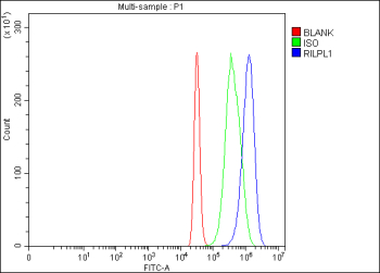 Flow Cytometry analysis of 293T cells using anti-RILPL1 antibody. Overlay histogram showing 293T cells stained with (Blue line). To facilitate intracellular staining, cells were fixed with 4% paraformaldehyde and permeabilized with permeabilization buffer. The cells were blocked with 10% normal goat serum. And then incubated with rabbit anti-RILPL1 antibody (1 ug/million cells) for 30 min at 20oC. DyLight 488 conjugated goat anti-rabbit IgG (5-10 ug/million cells) was used as secondary antibody for 30 minutes at 20oC. Isotype control antibody (Green line) was rabbit IgG (1 ug/million cells) used under the same conditions. Unlabelled sample (Red line) was also used as a control.