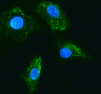 IF analysis of RASL12 using anti-RASL12 antibody (green). RASL12 was detected in an immunocytochemical section of cells. Enzyme antigen retrieval was performed using IHC enzyme antigen retrieval reagent for 15 mins. The cells were blocked with 10% goat serum. And then incubated with 5 ug/ml rabbit anti-RASL12 antibody overnight at 4oC. DyLight 488 Conjugated Goat Anti-Rabbit IgG was used as secondary antibody at 1:500 dilution and incubated for 30 minutes at 37oC. The section was counterstained with DAPI (blue). Visualize using a fluorescence microscope and filter sets appropriate for the label used.