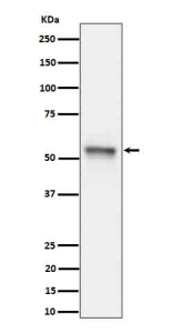Western blot analysis of Phospho-Tau (S199) expression in mouse hippocampus cell lysate using Phospho-Tau (Ser199) antibody.