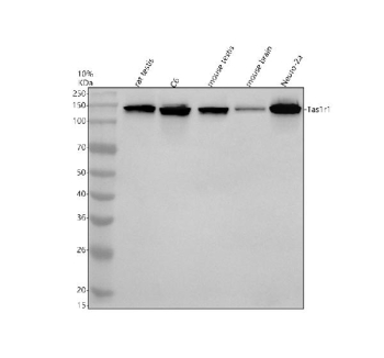 Western blot analysis of TAS1R1 using anti-TAS1R1 antibody. Electrophoresis was performed on a 10% SDS-PAGE gel at 80V (Stacking gel) / 120V (Resolving gel) for 2 hours. Lane 1: rat testis tissue lysates, Lane 2: rat C6 whole cell lysates, Lane 3: mouse testis tissue lysates, Lane 4: mouse brain tissue lysates, Lane 5: mouse Neuro-2a whole cell lysates. After electrophoresis, proteins were transferred to a nitrocellulose membrane at 150 mA for 50-90 minutes. Blocked the membrane with 5% non-fat milk/TBS for 1.5 hour at RT. The membrane was incubated with rabbit anti-TAS1R1 antibody at 0.5 ug/ml overnight at 4oC, then washed with TBS-0.1%Tween 3 times with 5 minutes each and probed with a goat anti-rabbit IgG-HRP secondary antibody at a dilution of 1:5000 for 1.5 hour at RT. The signal was developed using an ECL Plus Western Blotting Substrate. The expected band size for TAS1R1 is at 93 kDa but the glycoprotein may be observed at higher molecular weights due to glycosylation.