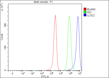 Flow Cytometry analysis of HepG2 cells using anti-LLGL2 antibody. Overlay histogram showing HepG2 cells stained with (Blue line). To facilitate intracellular staining, cells were fixed with 4% paraformaldehyde and permeabilized with permeabilization buffer. The cells were blocked with 10% normal goat serum. And then incubated with rabbit anti-LLGL2 antibody (1 ug/million cells) for 30 min at 20oC. DyLight 488 conjugated goat anti-rabbit IgG (5-10 ug/million cells) was used as secondary antibody for 30 minutes at 20oC. Isotype control antibody (Green line) was rabbit IgG (1 ug/million cells) used under the same conditions. Unlabelled sample (Red line) was also used as a control.
