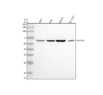 Western blot analysis of SPOCK2 using anti-SPOCK2 antibody. Electrophoresis was performed on a 10% SDS-PAGE gel at 80V (Stacking gel) / 120V (Resolving gel) for 2 hours. Lane 1: human 293T whole cell lysates, Lane 2: human Hela whole cell lysates, Lane 3: human HepG2 whole cell lysates, Lane 4: human SH-SY5Y whole cell lysates. After electrophoresis, proteins were transferred to a nitrocellulose membrane at 150 mA for 50-90 minutes. Blocked the membrane with 5% non-fat milk/TBS for 1.5 hour at RT. The membrane was incubated with rabbit anti-SPOCK2 antibody at 0.5 ug/ml overnight at 4oC, then washed with TBS-0.1%Tween 3 times with 5 minutes each and probed with a goat anti-rabbit IgG-HRP secondary antibody at a dilution of 1:5000 for 1.5 hour at RT. The signal was developed using an ECL Plus Western Blotting Substrate. The expected band size for SPOCK2 is at 47 kDa but the protein may be observed at higher molecular weights due to glycosylation.