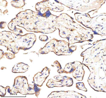 IHC analysis of GANAB using anti-GANAB antibody. GANAB was detected in a paraffin-embedded section of human placenta tissue. Heat mediated antigen retrieval was performed in EDTA buffer (pH 8.0, epitope retrieval solution). The tissue section was blocked with 10% goat serum. The tissue section was then incubated with 2 ug/ml rabbit anti-GANAB antibody overnight at 4oC. Peroxidase Conjugated Goat Anti-rabbit IgG was used as secondary antibody and incubated for 30 minutes at 37oC. The tissue section was developed using an HRP secondary and DAB substrate.