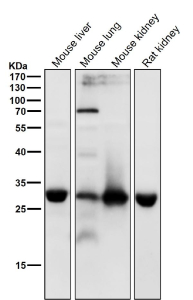 All lanes use the antibody at 1:4K dilution for 1 hour at room temperature. Predicted molecular weight ~32 kDa.