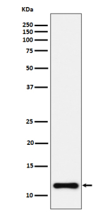 Western blot analysis of NDUFC2 expression in HeLa cell lysate using NDUFC2 antibody.