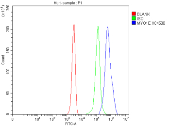Flow Cytometry analysis of Jurkat cells using anti-MYO1E antibody. Overlay histogram showing Jurkat cells stained with (Blue line). To facilitate intracellular staining, cells were fixed with 4% paraformaldehyde and permeabilized with permeabilization buffer. The cells were blocked with 10% normal goat serum. And then incubated with rabbit anti-MYO1E antibody (1 ug/million cells) for 30 min at 20oC. DyLight 488 conjugated goat anti-rabbit IgG (5-10 ug/million cells) was used as secondary antibody for 30 minutes at 20oC. Isotype control antibody (Green line) was rabbit IgG (1 ug/million cells) used under the same conditions. Unlabelled sample without incubation with primary antibody and secondary antibody (Red line) was used as a blank control.