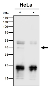 Immunoprecipitate (IP) analysis using the antibody at 1:50 dilution. (Western blot at 1:1K dilution)