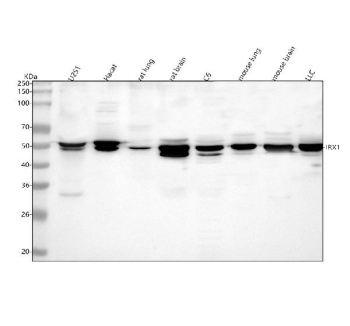 Western blot analysis of IRX1 using anti-IRX1 antibody. Lane 1: human U251 whole cell lysates, Lane 2: human Hacat whole cell lysates, Lane 3: rat lung tissue lysates, Lane 4: rat brain tissue lysates, Lane 5: rat C6 whole cell lysates, Lane 6: mouse lung tissue lysates, Lane 7: mouse brain tissue lysates, Lane 8: mouse LLC tissue lysates. After electrophoresis, proteins were transferred to a nitrocellulose membrane at 150 mA for 50-90 minutes. Blocked the membrane with 5% non-fat milk/TBS for 1.5 hour at RT. The membrane was incubated with rabbit anti-IRX1 antibody at 0.5 ug/ml overnight at 4oC, then washed with TBS-0.1%Tween 3 times with 5 minutes each and probed with a goat anti-rabbit IgG-HRP secondary antibody at a dilution of 1:5000 for 1.5 hour at RT. The signal was developed using enhanced chemiluminescent. A specific band was detected for IRX1 at approximately 50 kDa. The expected band size for IRX1 is at 50 kDa.