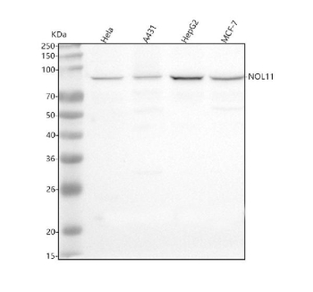 Western blot analysis of NOL11 using anti-NOL11 antibody. Lane 1: human Hela whole cell lysates, Lane 2: human whole cell lysates, Lane 3: human HepG2 whole cell lysates, Lane 4: human MCF-7 whole cell lysates. After electrophoresis, proteins were transferred to a nitrocellulose membrane at 150 mA for 50-90 minutes. Blocked the membrane with 5% non-fat milk/TBS for 1.5 hour at RT. The membrane was incubated with rabbit anti-NOL11 antibody at 0.5 ug/ml overnight at 4oC, then washed with TBS-0.1%Tween 3 times with 5 minutes each and probed with a goat anti-rabbit IgG-HRP secondary antibody at a dilution of 1:5000 for 1.5 hour at RT. The signal was developed using enhanced chemiluminescent. The expected band size for NOL11 is at 81 kDa.