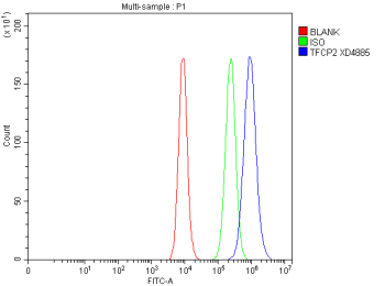 Flow Cytometry analysis of Caco-2 cells using anti-TFCP2 antibody. Overlay histogram showing Caco-2 cells stained with (Blue line). To facilitate intracellular staining, cells were fixed with 4% paraformaldehyde and permeabilized with permeabilization buffer. The cells were blocked with 10% normal goat serum. And then incubated with rabbit anti-TFCP2 antibody (1 ug/million cells) for 30 min at 20oC. DyLight 488 conjugated goat anti-rabbit IgG (5-10 ug/million cells) was used as secondary antibody for 30 minutes at 20oC. Isotype control antibody (Green line) was rabbit IgG (1 ug/million cells) used under the same conditions. Unlabelled sample without incubation with primary antibody and secondary antibody (Red line) was used as a blank control.