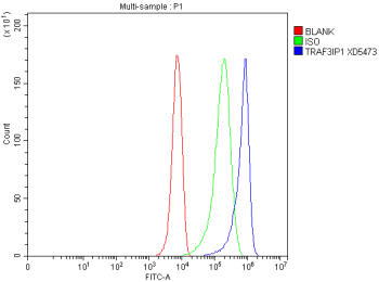 Flow Cytometry analysis of HepG2 cells using anti-TRAF3IP1 antibody. Overlay histogram showing HepG2 cells stained with (Blue line). To facilitate intracellular staining, cells were fixed with 4% paraformaldehyde and permeabilized with permeabilization buffer. The cells were blocked with 10% normal goat serum. And then incubated with rabbit anti-TRAF3IP1 antibody (1 ug/million cells) for 30 min at 20oC. DyLight 488 conjugated goat anti-rabbit IgG (5-10 ug/million cells) was used as secondary antibody for 30 minutes at 20oC. Isotype control antibody (Green line) was rabbit IgG (1 ug/million cells) used under the same conditions. Unlabelled sample without incubation with primary antibody and secondary antibody (Red line) was used as a blank control.