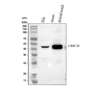 Western blot analysis of LRRC30 using anti-LRRC30 antibody. Lane 1: human Hela whole cell lysates, Lane 2: mouse skeletal muscle tissue lysates. After electrophoresis, proteins were transferred to a nitrocellulose membrane at 150 mA for 50-90 minutes. Blocked the membrane with 5% non-fat milk/TBS for 1.5 hour at RT. The membrane was incubated with rabbit anti-LRRC30 antibody at 0.5 ug/ml overnight at 4oC, then washed with TBS-0.1%Tween 3 times with 5 minutes each and probed with a goat anti-rabbit IgG-HRP secondary antibody at a dilution of 1:5000 for 1.5 hour at RT. The signal was developed using enhanced chemiluminescent. The expected band size for LRRC30 is at 34 kDa but is commonly observed at 42-48 kDa.