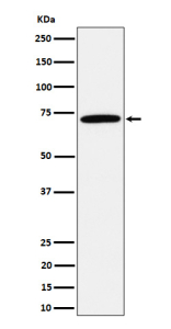 Western blot analysis of Apc6 / CDC16 expression in HepG2 cell lysate using CDC16 antibody.