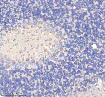 Immunohistochemical staining of YWHAH using anti-YWHAH antibody. YWHAH was detected in a paraffin-embedded section of mouse cerebellum tissue. Heat mediated antigen retrieval was performed in EDTA buffer (pH 8.0, epitope retrieval solution). The tissue section was blocked with 10% goat serum. The tissue section was then incubated with 2 ug/ml rabbit anti-YWHAH antibody overnight at 4oC. Peroxidase Conjugated Goat Anti-rabbit IgG was used as secondary antibody and incubated for 30 minutes at 37oC. The tissue section was developed using an HRP secondary and DAB substrate.