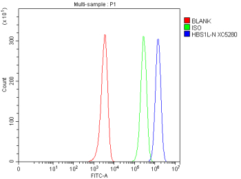 Flow Cytometry analysis of HEL cells using anti-HBS1L antibody. Overlay histogram showing HEL cells stained with (Blue line). To facilitate intracellular staining, cells were fixed with 4% paraformaldehyde and permeabilized with permeabilization buffer. The cells were blocked with 10% normal goat serum. And then incubated with rabbit anti-HBS1L antibody (1 ug/million cells) for 30 min at 20oC. DyLight 488 conjugated goat anti-rabbit IgG (5-10 ug/million cells) was used as secondary antibody for 30 minutes at 20oC. Isotype control antibody (Green line) was rabbit IgG (1 ug/million cells) used under the same conditions. Unlabelled sample without incubation with primary antibody and secondary antibody (Red line) was used as a blank control.