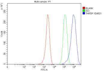 Flow Cytometry analysis of MCF-7 cells using anti-THRSP antibody. Overlay histogram showing MCF-7 cells stained with (Blue line). To facilitate intracellular staining, cells were fixed with 4% paraformaldehyde and permeabilized with permeabilization buffer. The cells were blocked with 10% normal goat serum. And then incubated with rabbit anti-THRSP antibody (1 ug/million cells) for 30 min at 20oC. DyLight 488 conjugated goat anti-rabbit IgG (5-10 ug/million cells) was used as secondary antibody for 30 minutes at 20oC. Isotype control antibody (Green line) was rabbit IgG (1 ug/million cells) used under the same conditions. Unlabelled sample without incubation with primary antibody and secondary antibody (Red line) was used as a blank control.