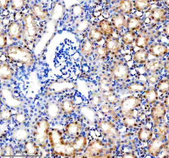Immunohistochemical staining of MINPP1 using anti-MINPP1 antibody. MINPP1 was detected in a paraffin-embedded section of rat kidney tissue. Heat mediated antigen retrieval was performed in EDTA buffer (pH 8.0, epitope retrieval solution). The tissue section was blocked with 10% goat serum. The tissue section was then incubated with 2 ug/ml rabbit anti-MINPP1 antibody overnight at 4oC. Peroxidase Conjugated Goat Anti-rabbit IgG was used as secondary antibody and incubated for 30 minutes at 37oC. The tissue section was developed using an HRP secondary and DAB substrate.