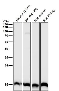 All lanes use the Histone H3 (tri methyl K27) antibody at 1:1K dilution for 1 hour at room temperature.