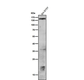 All lanes use the Phospho-PLCB3 (Ser537) antibody at 1:1K dilution for 1 hour at room temperature.