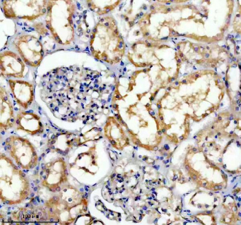 Immunohistochemical staining of TRIM10 using anti-TRIM10 antibody. TRIM10 was detected in a paraffin-embedded section of human kidney tissue. Heat mediated antigen retrieval was performed in EDTA buffer (pH 8.0, epitope retrieval solution). The tissue section was blocked with 10% goat serum. The tissue section was then incubated with 2 ug/ml rabbit anti-TRIM10 antibody overnight at 4oC. Peroxidase Conjugated Goat Anti-rabbit IgG was used as secondary antibody and incubated for 30 minutes at 37oC. The tissue section was developed using an HRP secondary and DAB substrate.