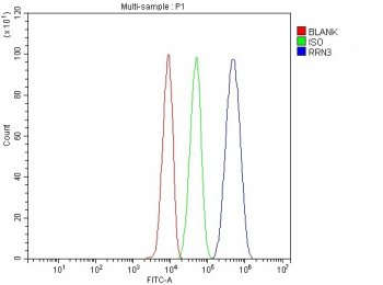 Flow Cytometry analysis of HepG2 cells using anti-RRN3 antibody. Overlay histogram showing HepG2 cells stained with (Blue line). To facilitate intracellular staining, cells were fixed with 4% paraformaldehyde and permeabilized with permeabilization buffer. The cells were blocked with 10% normal goat serum. And then incubated with rabbit anti-RRN3 antibody (1 ug/million cells) for 30 min at 20oC. DyLight 488 conjugated goat anti-rabbit IgG (5-10 ug/million cells) was used as secondary antibody for 30 minutes at 20oC. Isotype control antibody (Green line) was rabbit IgG (1 ug/million cells) used under the same conditions. Unlabelled sample without incubation with primary antibody and secondary antibody (Red line) was used as a blank control.